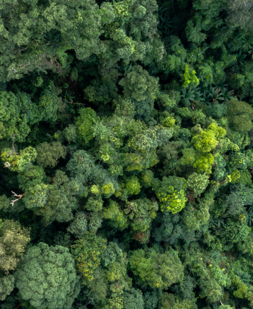 Eco >